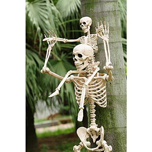 image for Crazy Bonez 3 FT Skeleton with Realistic Movable and Posable Joints fo
