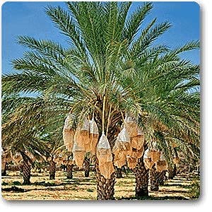 Mphmi Date palm - Plant (B08T1LWSNX) Amazon Price History, Amazon Price Tracker