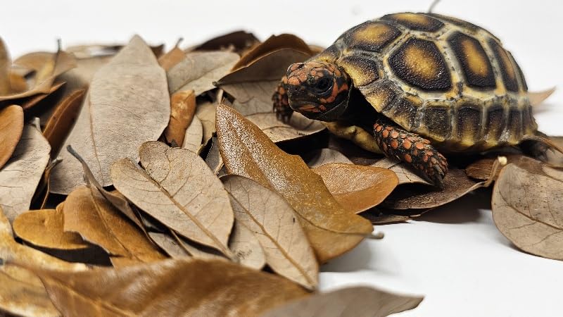 Live Oak Leaf Litter Hand Packaged Terrarium Bedding Isopod Dart Frog Substrate (1 Gallon)