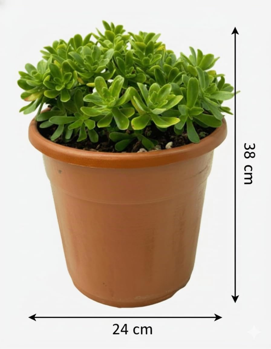 Vandas Sedum Palmeri – Pianta Succulenta Sempreverde con Fioritura Gialla | Vaso Diametro 24 cm | Altezza 38 cm | Facile da Coltivare | Made in Italy