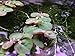 6 Red Root Floater (Phyllanthus Fluitans), Live Aquarium/Aquatic/Floating/ Pond/Beginner Plant, Aquascaping,planted tank ... by G'z