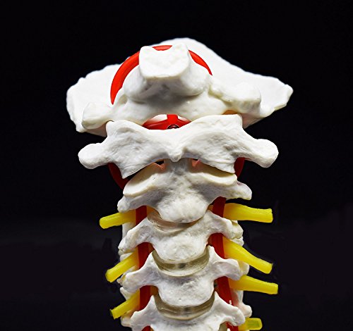Cervical Vertebra Arteria Spine Spinal Nerves Anatomical Model Anatomy for Science Classroom Study Display Teaching Medical Model - Thumbnail 4