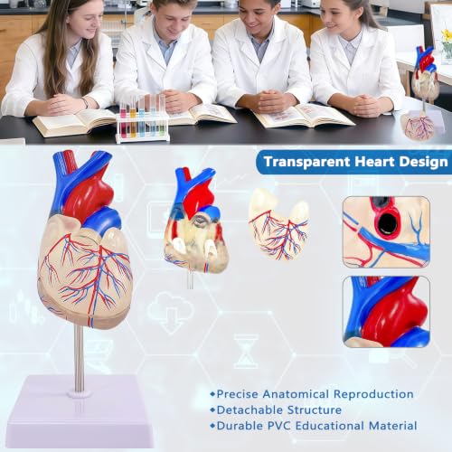 Image of Life-Size Transparent Human Heart Model, 2-Part Detachable Heart Anatomy Model for Education, Cardiology Study, Patient Demonstration