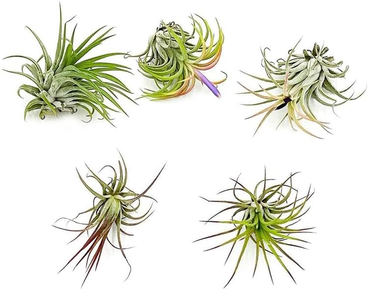 Miniatura 2 de ragnaroc Plantas de aire - Tillandsia Ionantha Pack, regular 1-3" - 5ct - Llegada viva garantizada - Plantas de interior para decoración del hogar y