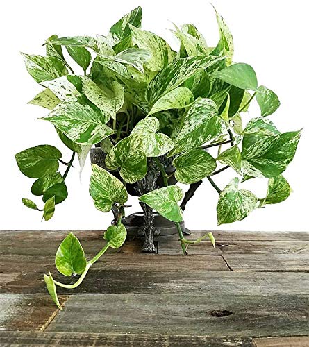 Image of American Plant Exchange Marble Queen Pothos - Live 6-Inch Pot, Bright Green Trailing Vine, Easy-Care Air Purifying Houseplant for Hanging Planters, Shelves & Indoor Home or Office Decor