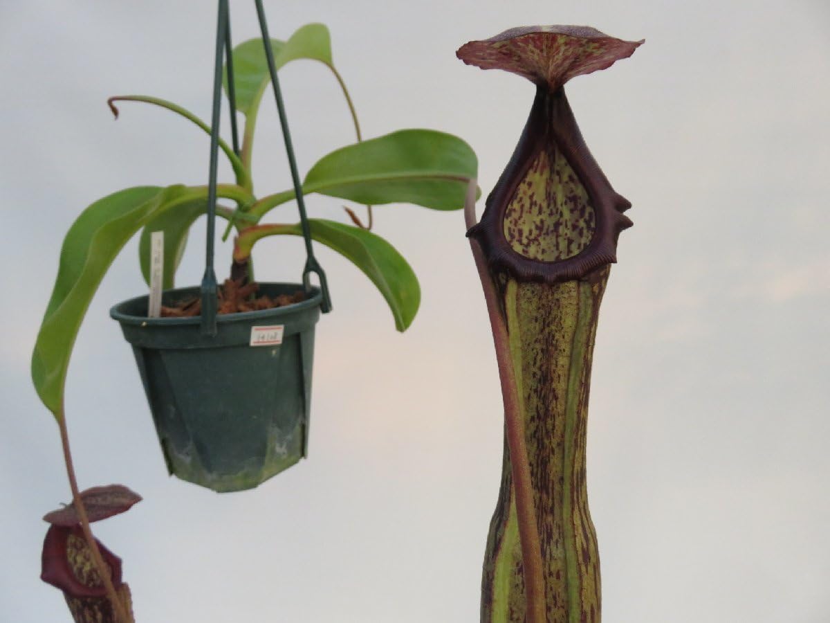 Amazon.co.jp: N.boschiana BE-3448 × N.bosciana BE-3463 4号現品限り