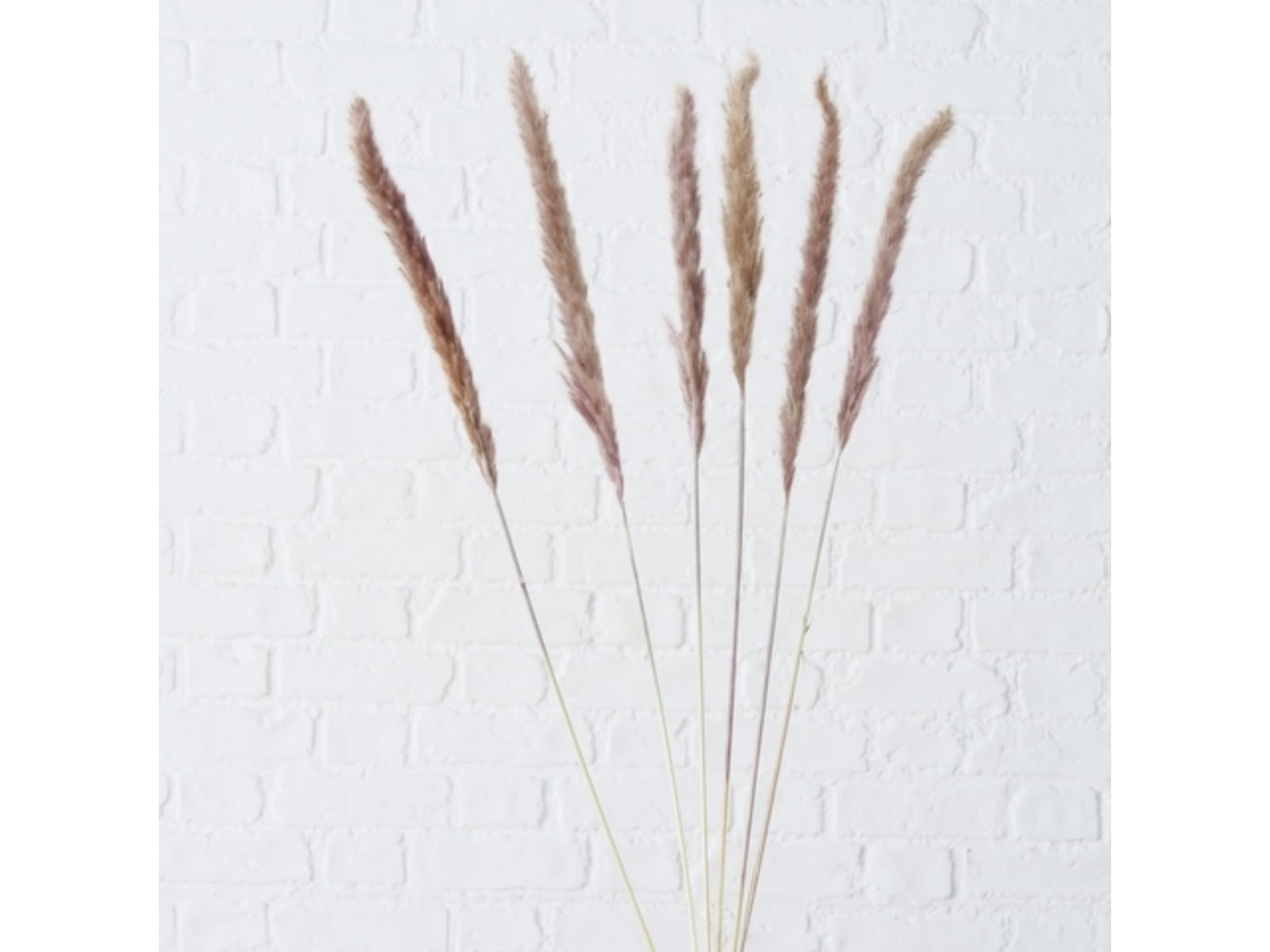 Boltze Dekozweig Pampasgras – Natur, 6-tlg., Ø1 x H85cm