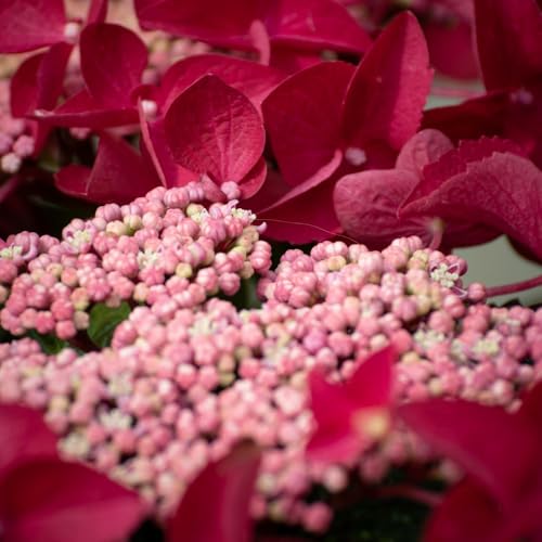 Hydrangea macrophylla 'Rotschwanz' – Stunning Lacecap Hydrangea with Two-Tone Red and Pink Flowers, Hardy Shrub for Garden Borders and Containers - 1x 10 Litre Potted Plant by Thompson & Morgan