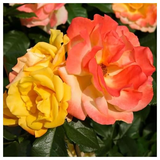 The Magician™ Climbing Rose by Heirloom Roses - Multi Colored Climbing Rose Bush