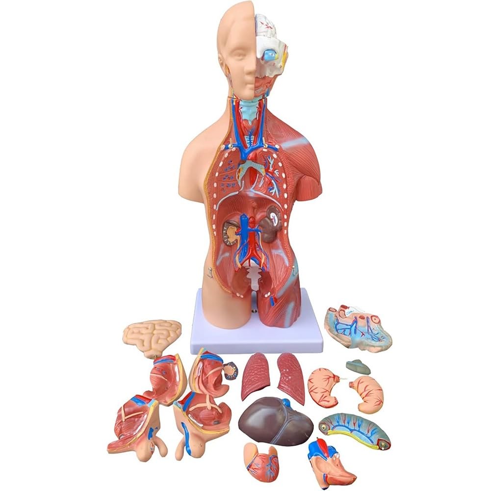 Human Torso Body Model, Anatomical Medical Internal Organs, Trunk Human Internal Body Model for Teaching Study Class Students(45cm)