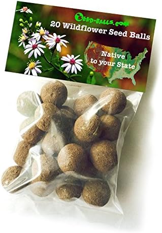 Bulk Baby's Breath Seeds  Buy in Bulk – Bulk Wildflowers