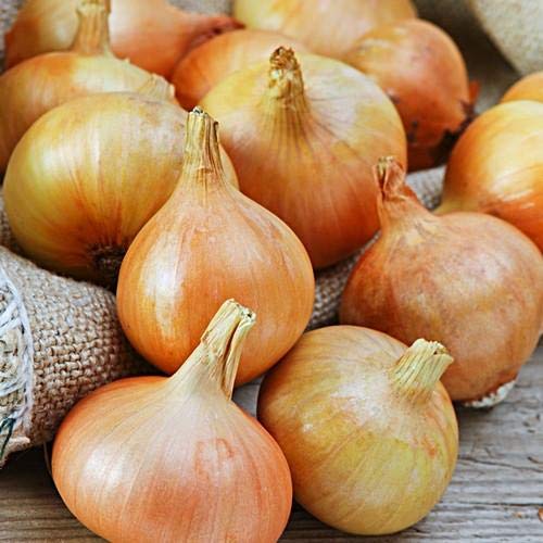 Golden Hills Farm Sweet Yellow Spanish Onion Kitchen Garden Pack Vegetable 300+ seeds (B096WFXRC8) Amazon Price History, Amazon Price Tracker