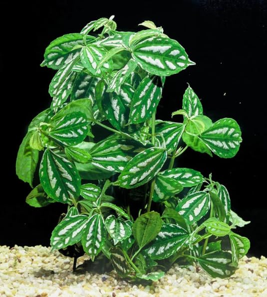 Pilea Cadeirei 'Aluminum Plant'' Live Aquarium Plants Tropical Fish Tank Free of Pesticides Shrimp Safe Snail Free (3)