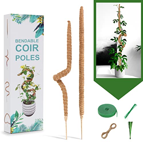 Top 10 Best Plants For Moss Pole Reviews & Buying Guide Katynel