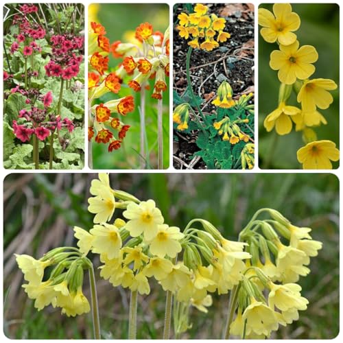 semillas de la planta prímula plantas aromáticas, plantas resistentes en macetas prímulas, primula veris, Hierbas medicinales, semillas de flores de prado, flores de balcón Plantas de 60pcs