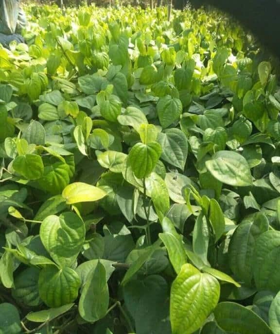 Golden Bloom Desi betel leaf Plant/Pan Plant Pack Of 1 Plant