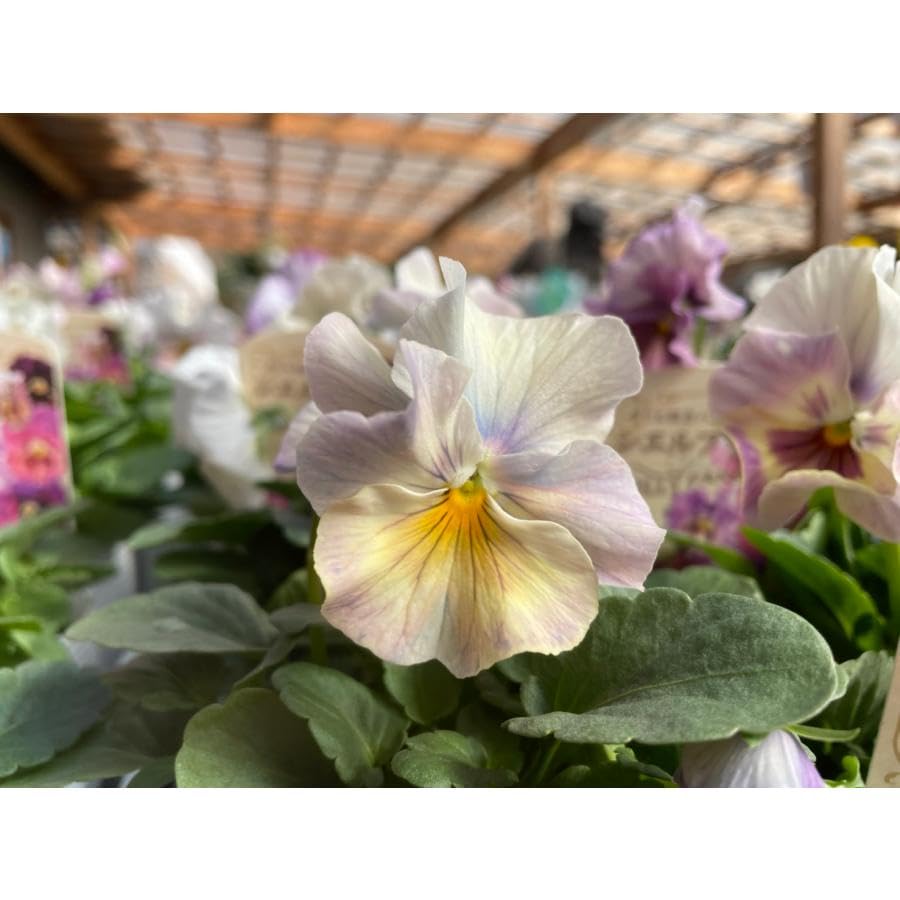 ◆ボリューム満点　2苗◆優しいお色目アイスブルー◆フリル咲きパンジーシエルブリエ ◇ボリューム満点 2苗◇優しいお色目アイスブルー◇フリル咲きパンジー