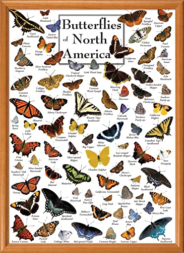 Rompecabezas MasterPieces de 1000 piezas para adultos, familia o jóvenes: Mariposas de Norteamérica, 19,25" x 26,75" miniatura 5