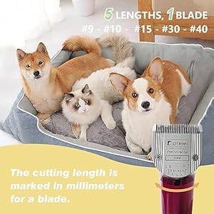 Professional Animal Dog Pet 5in1 Adjustable Fine Blade Cut Length 073mmcompatible with Wahl Arcobravurachromadocreativafigura and Motion Clippers2 Pcs  Cucciolini Doodles Professional animal dog pet 5 in 1 adjustable fine blade cut length 0 7 3mmcompatible with wahl arcobravurachromadocreativafigura and motion clippers2 pcs   cucciolini doodles