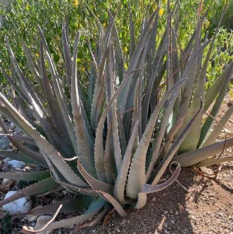Amazon.com : Cactus Outlet Aloe Vera Plant - Live Indoor & Outdoor Plant -  Healthy Aloe House Plant - Barbadensis - Landscape Ready Live Plant  Delivered Right to Your Door - Aloe