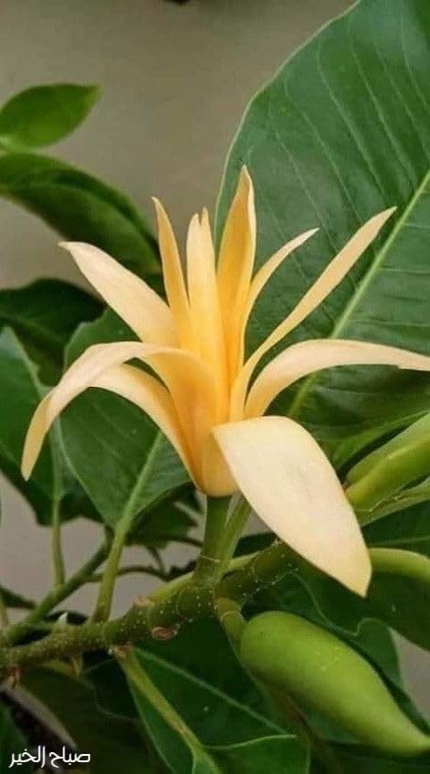 Image of All-Time Blooming Golden Swarna Champa (Grafted) - Hybrid Live Flower Plant | Michelia Champaca (Hirwa Chafa /Sonchapa /Sarna Chapa /Champak) | Pack of 1 Healthy Plant for Home & Garden