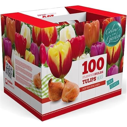 100 Darwin Tulip Mix Flower Bulb Box with Easy Carry Handle - Red, Yellow, Orange and Purple Colors - Easy to Grow Flowers - Plant in Gardens, Containers & Flowerbeds - Planting Instructions Included