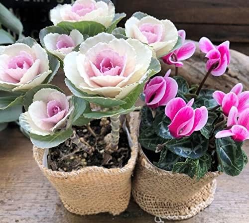 Amazon Co Jp 2種セット バイカラー咲きシクラメン 晴姿の葉牡丹 寄せ植えに Diy 工具 ガーデン