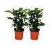 Exotenherz Kaffee Pflanze (Coffea arabica) 2 Pflanze - Zimmerpflanze
