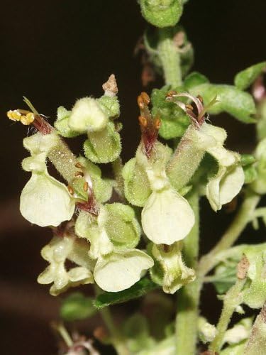Sage, Wood (Teucrium scorodonia) Seeds - 5kg