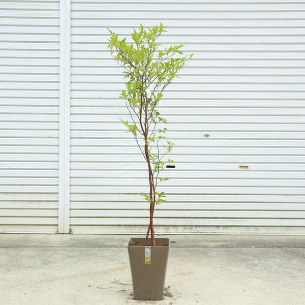 しゃらシャラ子様 Amazon.co.jp: 庭木・植木：姫シャラ（ひめしゃら）*wツイスト 硬質