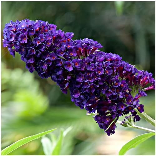 1 Buddleia davidii 'Black Knight' in 9cm Pot Buddleja Butterfly Bush 3fatpigs®