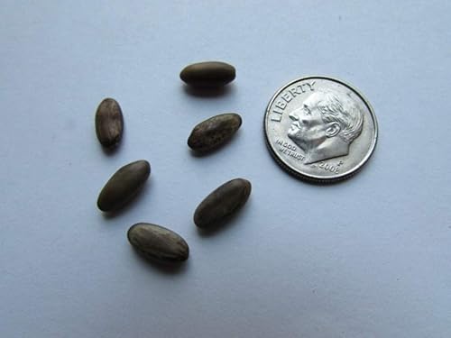 Miniatura 8 de 1-1000pcs Semillas de árbol de Palo Verde mexicano Jellybean, Parkinsonia Jerusalén Espina Flor Amarilla, Vendedor de EE. UU. 0131 (1 semilla)