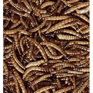 200g Dried Mealworms Premium Wild Bird Food s/l