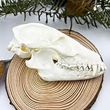 iBedding Taxidermy Real Animals Skull Decor - Model Animals Bones Specimen,Taxidermy Supplies for Science Education,Collection (Raccoon)