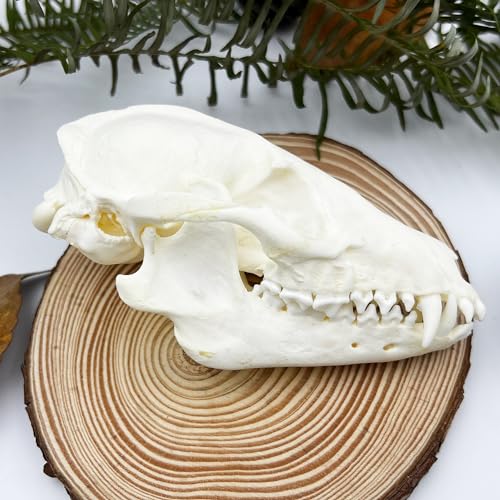 Image of Taxidermy Real Animals Skull Decor - Model Animals Bones Specimen,Taxidermy Supplies for Science Education,Collection (Raccoon)