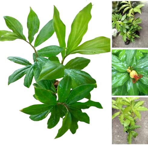 Fresh 100pcs Green Insulin Plant Seeds