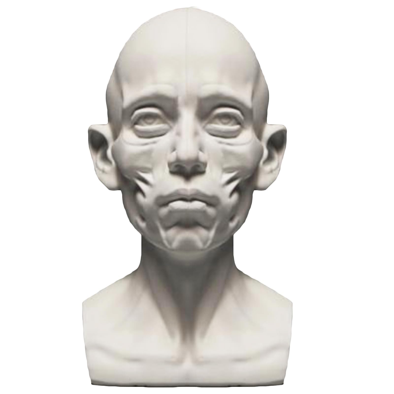 XCSCUK Generic Planar Head Model, Human Skeleton Head Skull Model, Artists Learn Planes Of Face,for Artistic Drawing Sketching Painting (T4)
