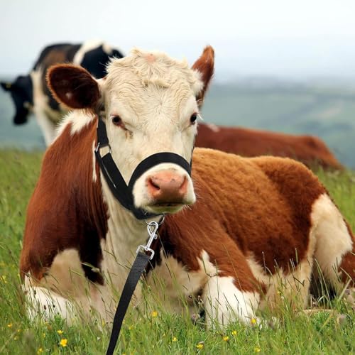Cabestro de con cuerda ajustable para entrenar caballo y potro con máxima resistencia 3