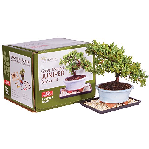 Brussel's Live Green Mound Juniper Outdoor Bonsai Tree Kit - 3 Years Old; 6' to 8' Tall with Decorative Container - Not Sold in California