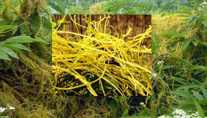 Fresh And Pure Amar Bel Natural Amarbel Organic Quality Herbal And Ayurvedic Amarbel""Cuscuta reflexa" Herb (50 Gm)-image-3