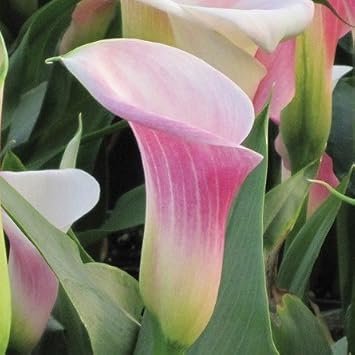 Pink Calla Lily Pink Melody | Pink Calla Lily Blooms - 3 لمبات زهور Zantedeschia كبيرة للزراعة | السفن من السهل نمو TM