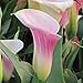 Pink Calla Lily Pink Melody (3 BULBS - Not Just Seeds!) Zantedeschia Tubers - GORGEOUS!