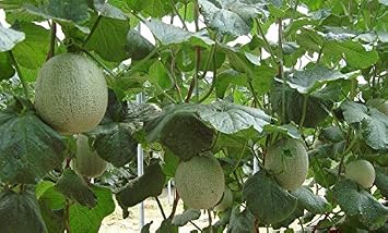 20pcs horticulture fruit juicy sweet Hami melon seeds, heirloom seeds.