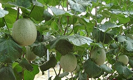 20pcs horticulture fruit juicy sweet Hami melon seeds, heirloom seeds.