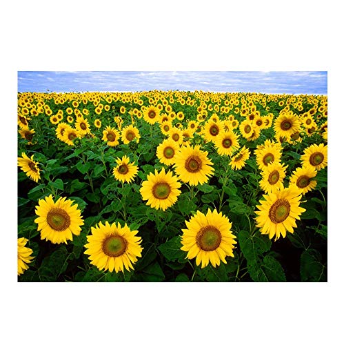 60% Off Discount Laeacco 10x8ft Vibrant Blooming Sunflower Field Background Blue Sky Backdrop Spring Nature Scenery Background Child Adult Portrait Wedding Photo Summer Landscape Wallpaper Event Birthday Banner