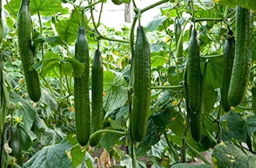 Seeds Indoor Self-Pollinated Cucumber Zozula F1 45 Days Long Early Pickling Heirloom Vegetable For Planting Non Gmo #TOP2