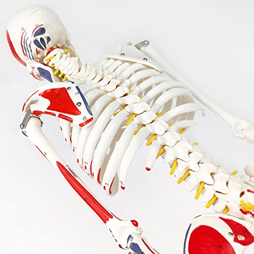 Image of EVOTECH SCIENTIFIC Numbered Mini Human Skeleton Model for Anatomy, 33.5'' Human Skeleton Model with Muscle Insertion & Origin Points Removable Stand for Medical Anatomical Study, Manual Included