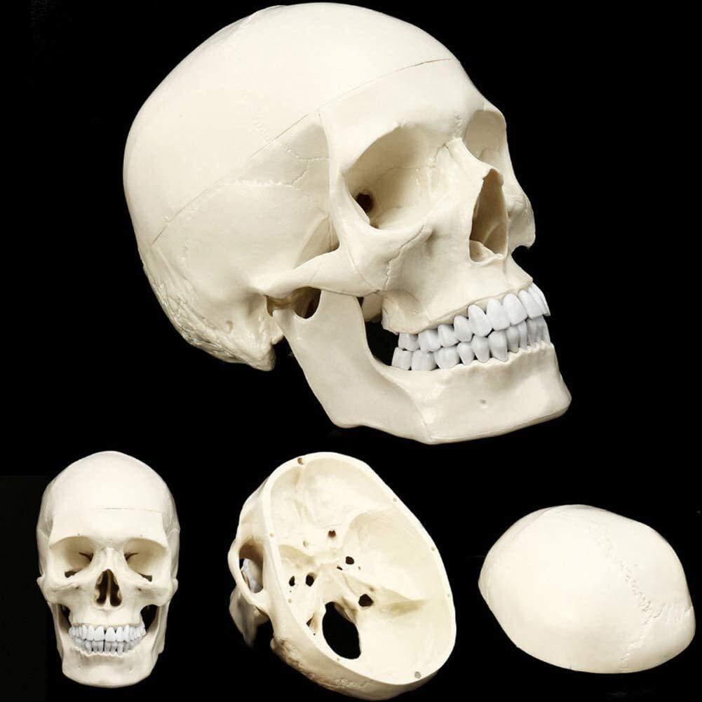 ERNZI Modello del Cranio della Testa Umana per Lo Studio Dell'anatomia Materiale Didattico Modello Anatomico della Testa