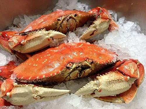FRESH Cooked DUNGENESS CRABS (3 Large Cleaned Crabs)