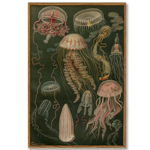 Image of Framed Vintage Jellyfish Wall Art Marine Life Poster with Wood Frame Scientific Ocean Prints for Bathroom Nautical Sea Life Picture Painting Living Room Office Coastal Home Decor12x16 Inch